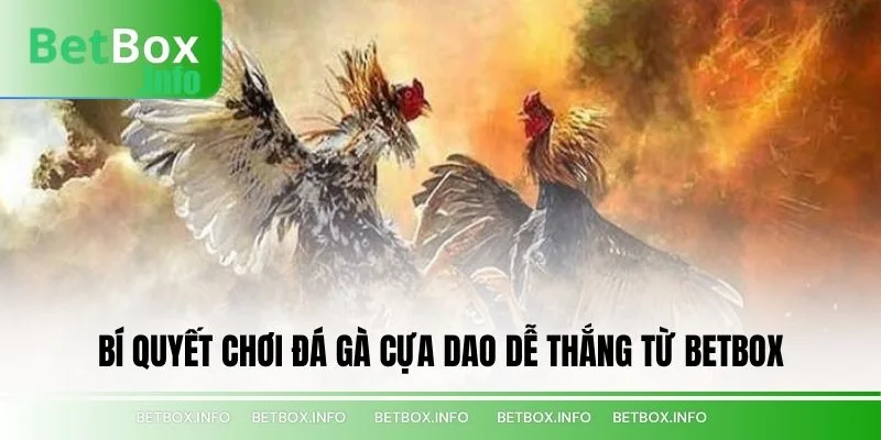 Bí Quyết Chơi Đá Gà Cựa Dao Dễ Thắng Từ BETBOX