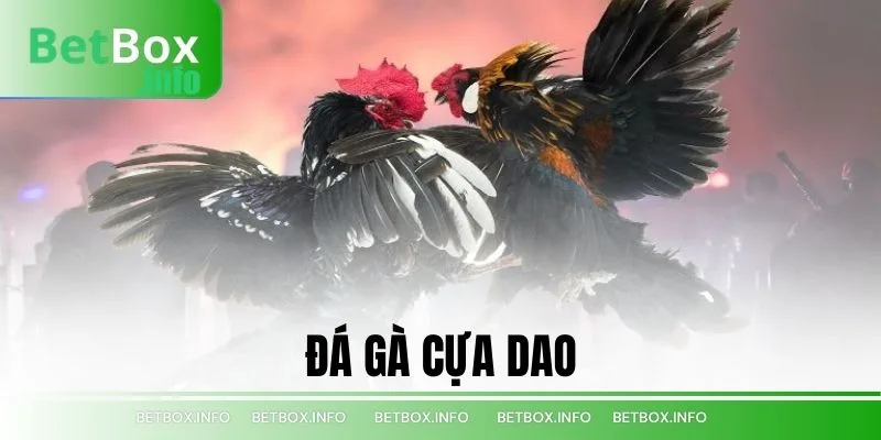 đá gà cựa dao